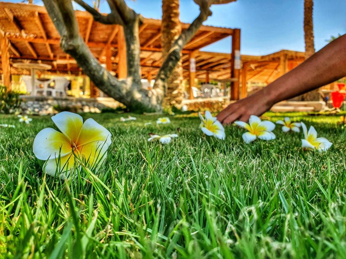 Palm Families And Couples Only Rezort Hurghada